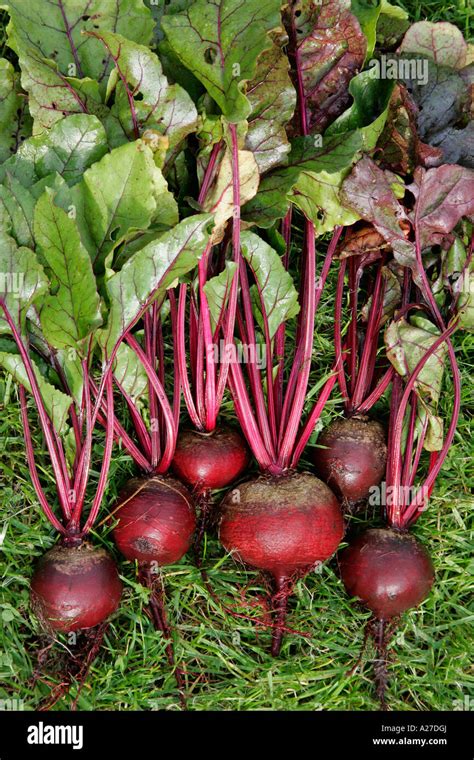 Beta vulgaris .